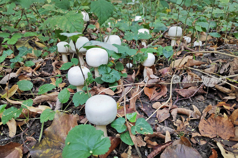 木蘑菇（Agaricus silvicola）